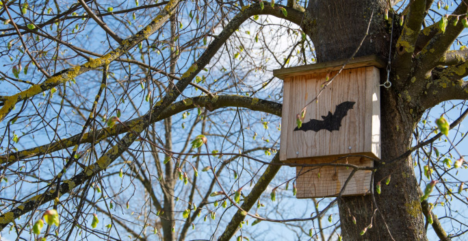 An einem Baum hängt ein Fledermauskasten.