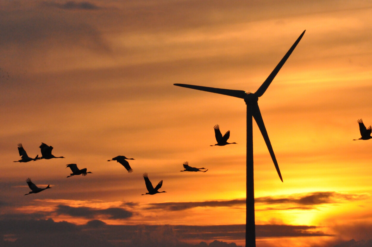 Ein Vogelschwarm zieht vor einem Windrad in der Abendsonne vorbei.