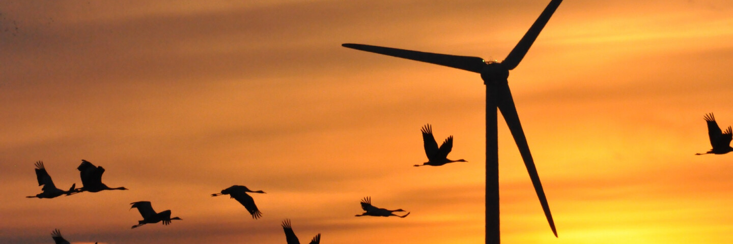 Ein Vogelschwarm zieht vor einem Windrad in der Abendsonne vorbei.