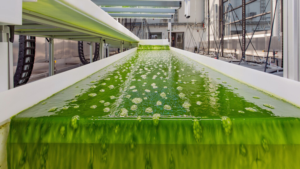 Bioalgen in Produktion