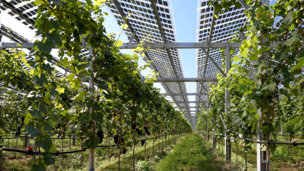 Landwirtschaftliche Flächen bieten ein erhebliches Flächenpotenzial für Agri-Photovoltaik.