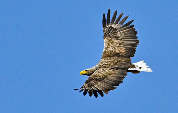 Der Nabu fürchtet, dass unter anderem der Seeadler getötet wird. (Symbolbild)