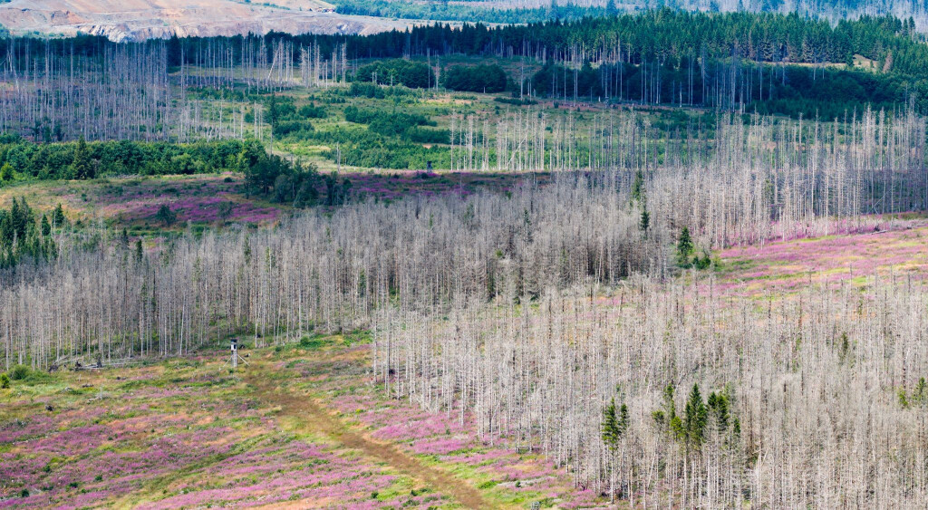 Der Borkenkäfer, Trockenheit und Sturmschäden setzen dem Wald im Harz zu. (Symbolbild)
