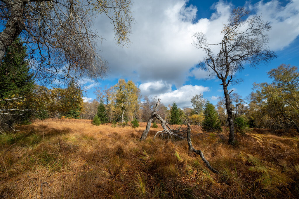 Nationalpark Hunsrück-Hochwald: Das Saarland hat bundesweit den höchsten Anteil an Naturschutzgebieten. (Archivbild)